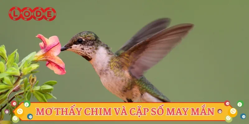 Mơ thấy chim và cặp số may mắn